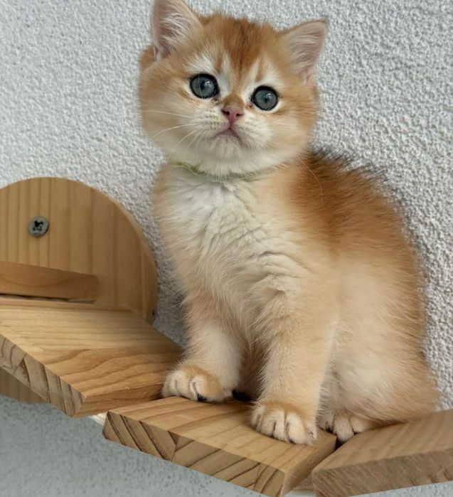 British shorthair golden de ELITA !! Certificat pedigree WCF