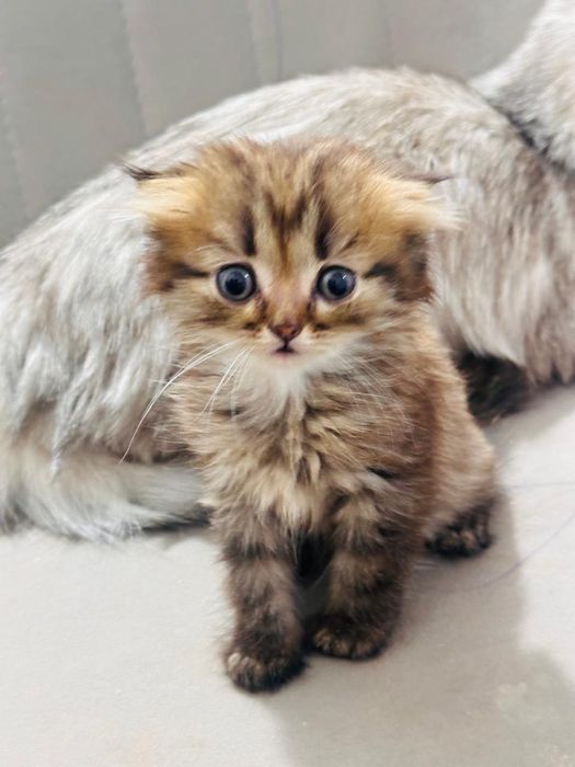 Котенок вислоухая