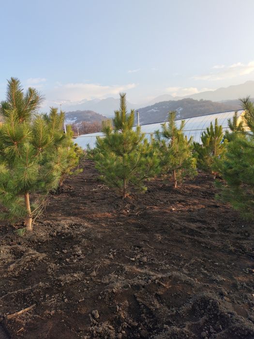 Ели, сосна, берёза, липа