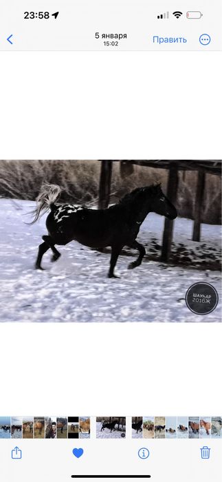 Жабагы шубар сатылады еркек