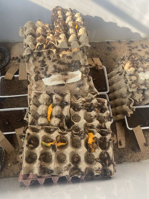 qora chigirtka / кора чигиртка / черный кузнечик