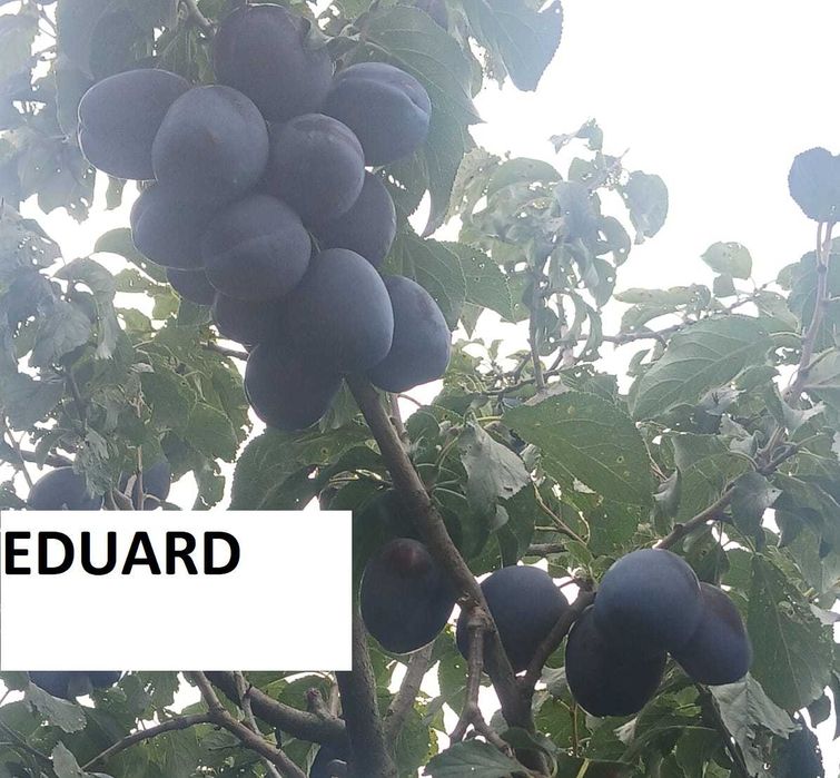 Prune Stanley si Eduard de vanzare