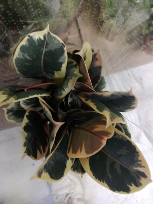 Комнатные растения