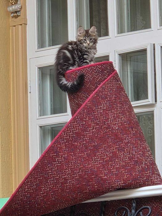 Котенок мейн кун продается