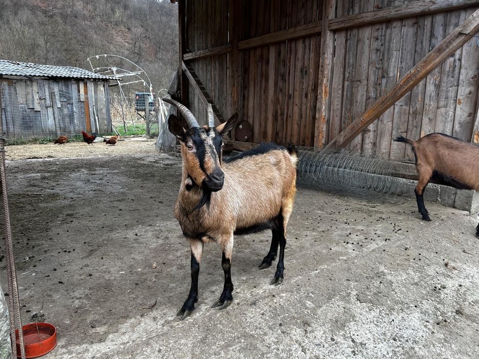 Capra alpin franceză cu ied