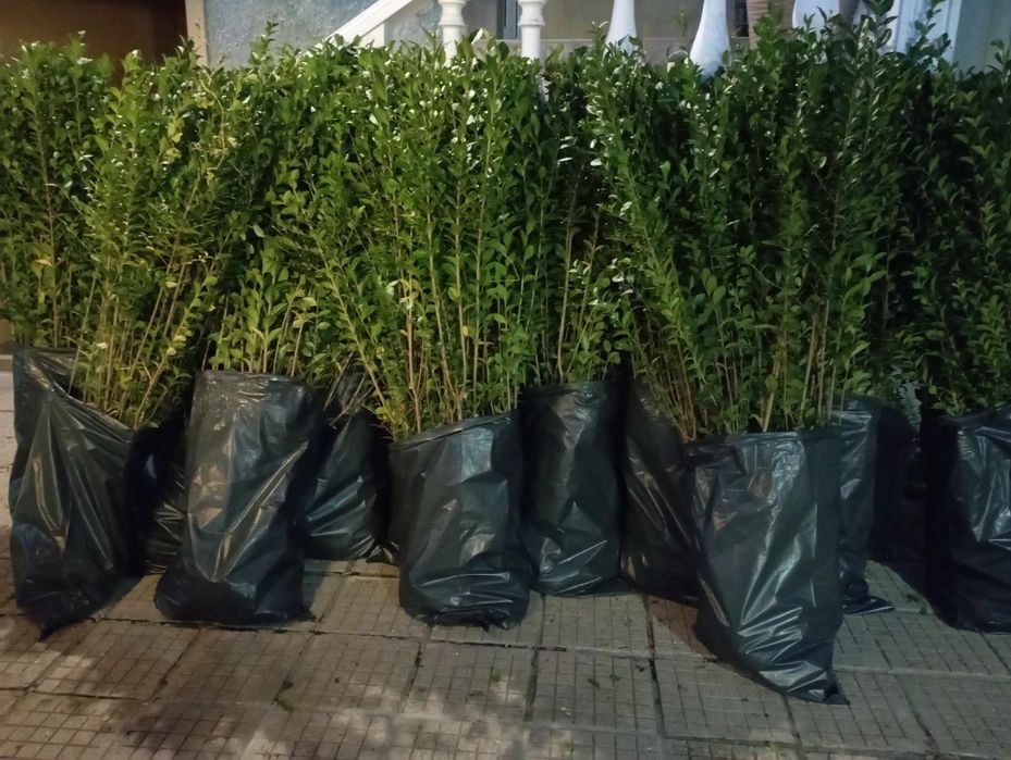 Лигуструм (жив плет)