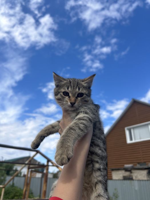 Отдам котят в добрые и заботливые руки бесплатно.