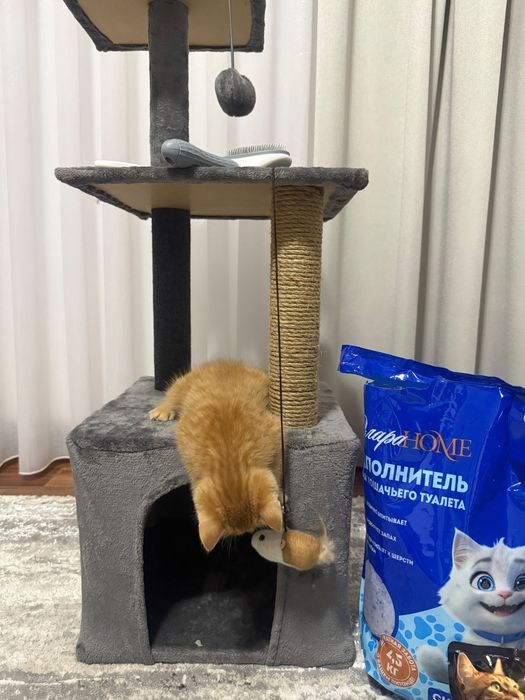 Отдам котенка бесплатно