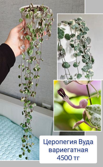 Эпипремнум церопегия комнатные цветы