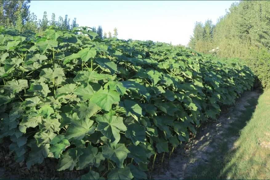 Павловния Шанг Тонг (вилоятларга доставка бор)