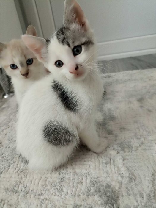 Dau spre adoptie pisoi