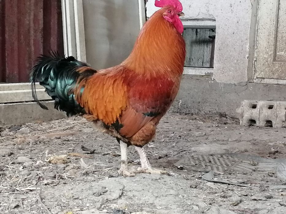 Продаются петуха