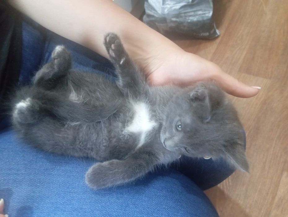 Отдам котенка девочку