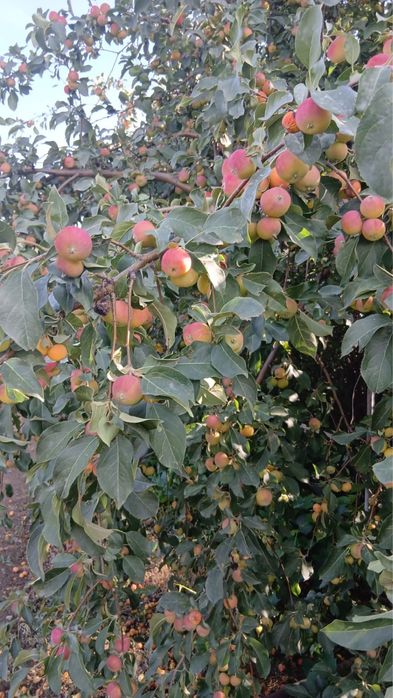 Продам дачу на союзе