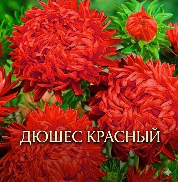 Предзаказ: Рассада астр — На май