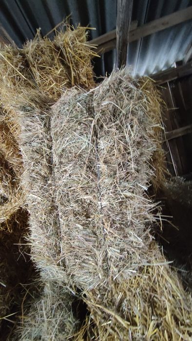 Fân fân fân fân calitate bună