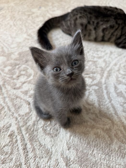 Шотландский котенок