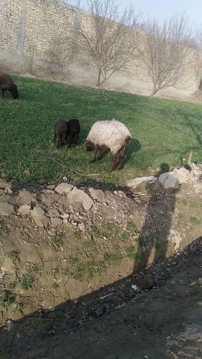 Qòy sotiladi surochni