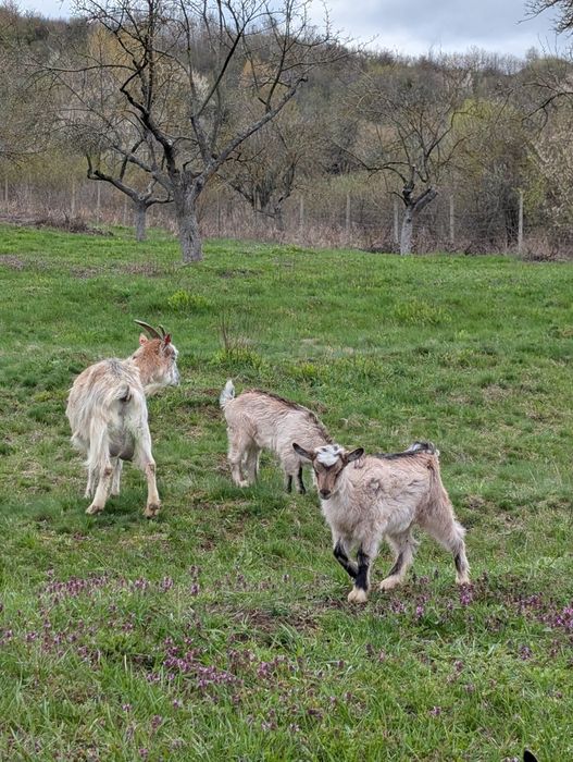 De vânzare doi iezi