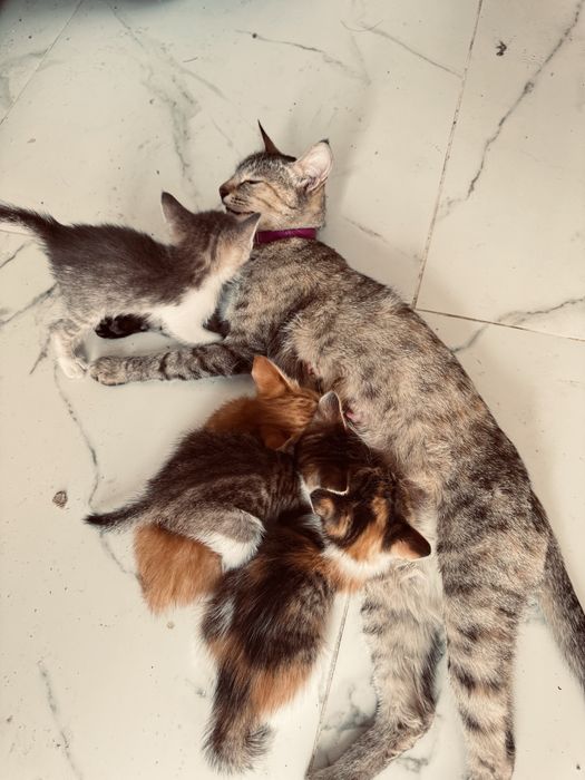 Котята бесплатно