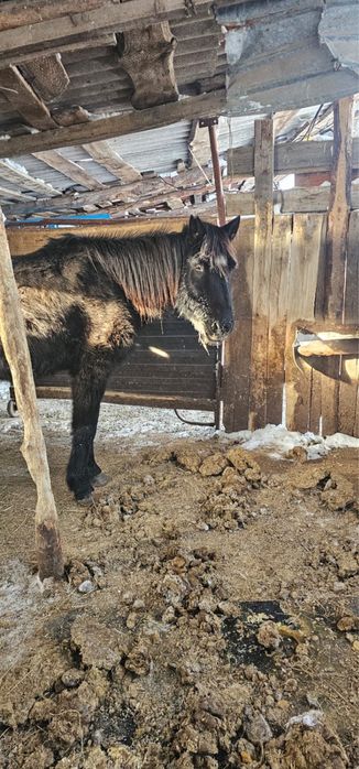 Продам кобылу 5-6 лет стоит в поселке жалгызкарагай