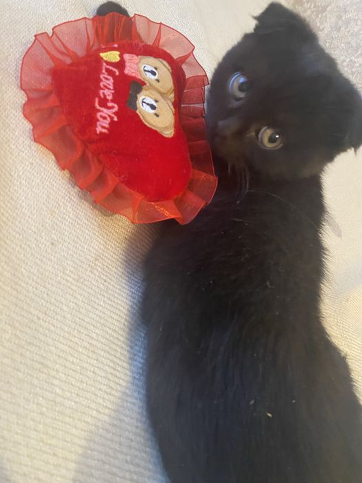 Котенок британец