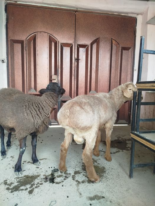 Sariq xisori quchqor sotilade