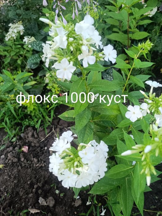 Продам флоксы  многолетний