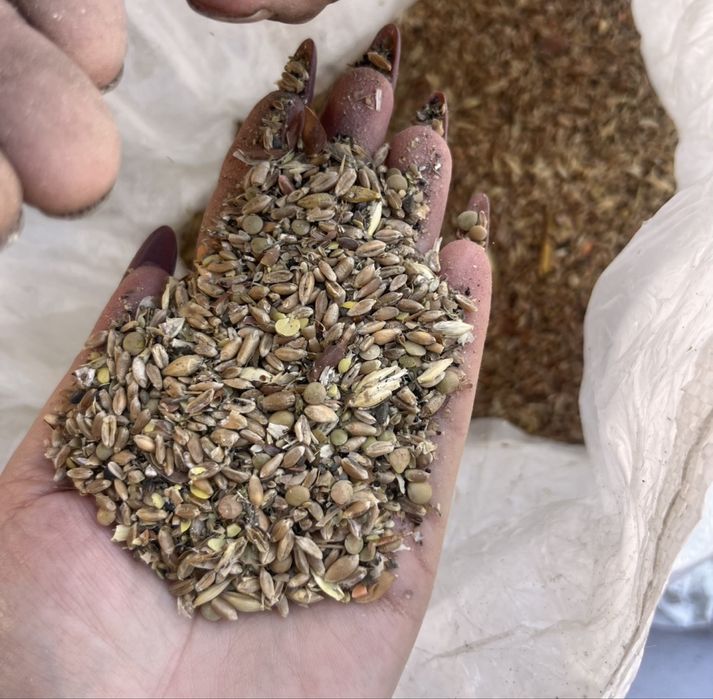 Ячмень, пшеница, овес