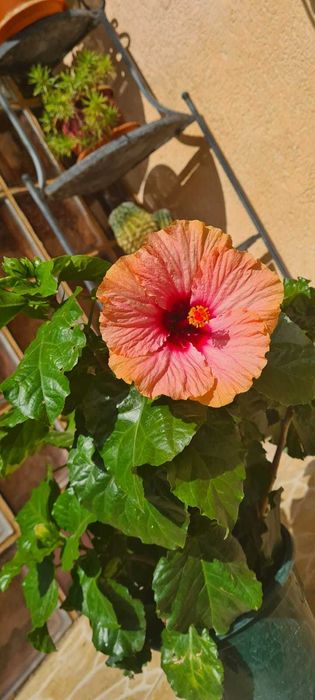 Vand Lamai pe rod in ghiveci,calamondino,kumquat,mandarini si maslini.