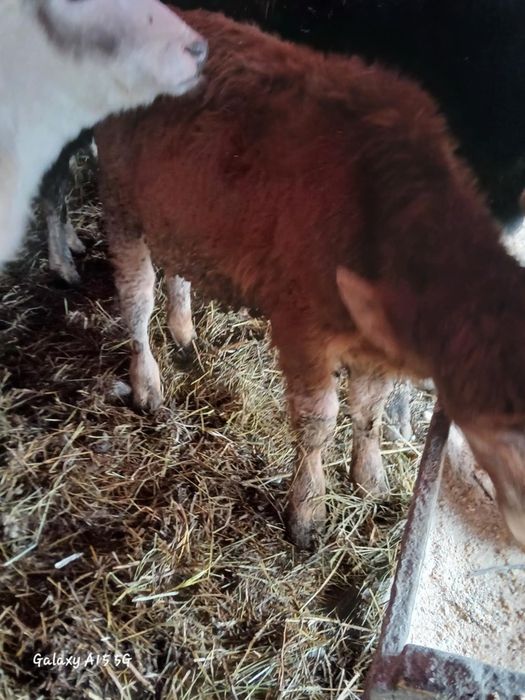 Vand 17 vitai intarcati de la 3 -6 luni angus baltat si belgian