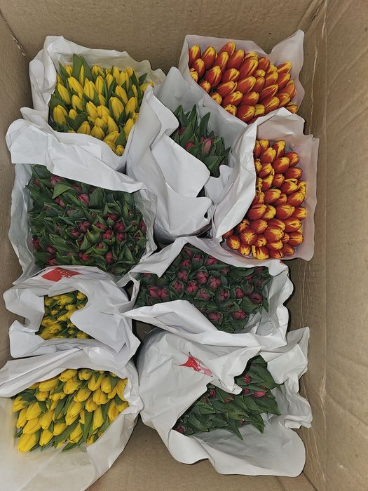 Цветы . Тюльпаны