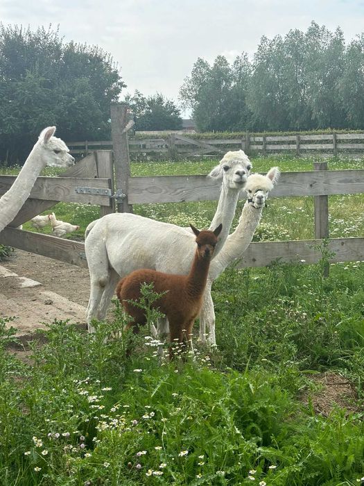Vând Alpaca huacaya