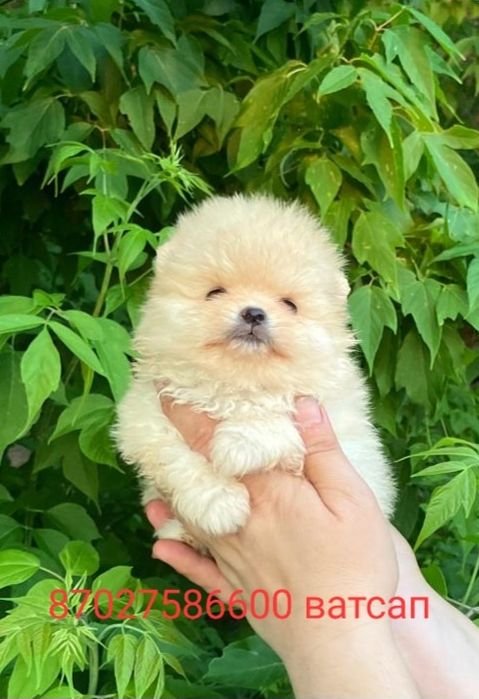 Продам щенков шпица.