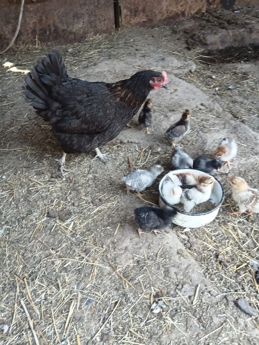 Продам.   кувочку