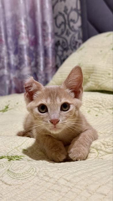 Котенок Тайсон, мальчик