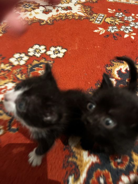 Воспитанные милые котята,приучены к дотку и ласковые)