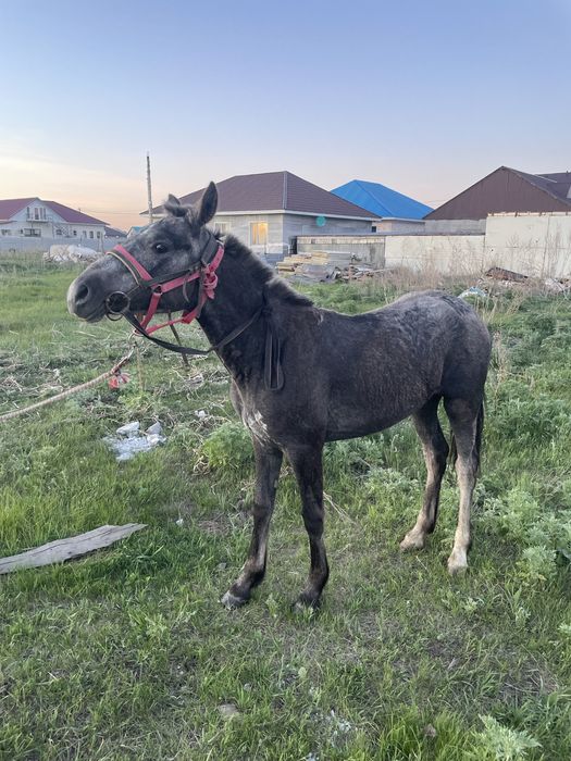 Продам Тай жуас