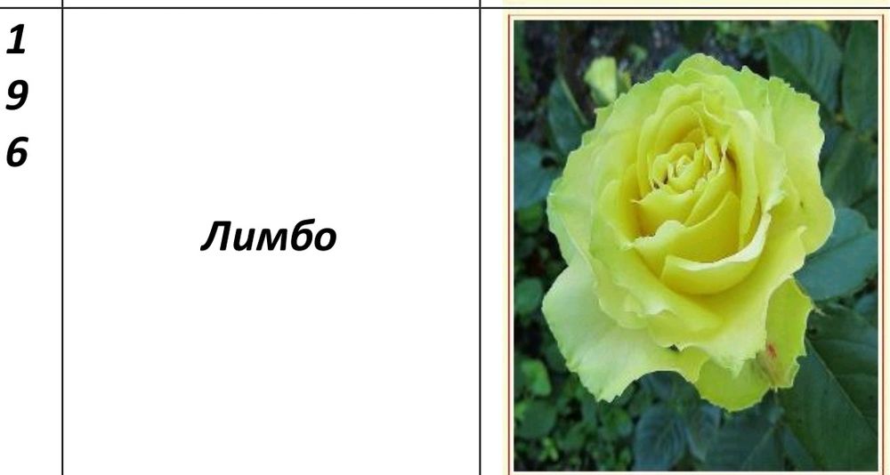 Atirgul koʻchatlari