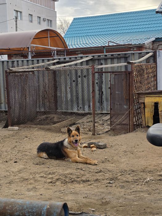 Отдам в добрые руки