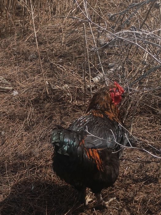 Продам домашних петушков возраст около года,