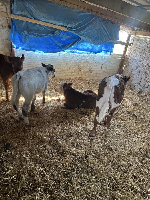 Vitei belga limuzin si baltata