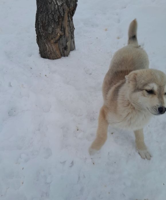 Отдам в хорошие руки