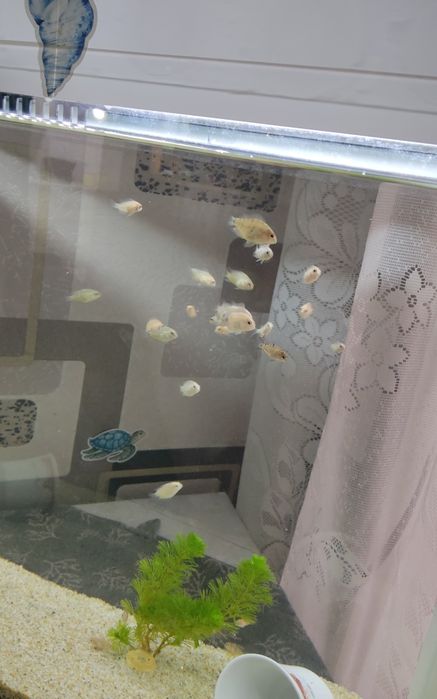 Цихлазомы цихлиды