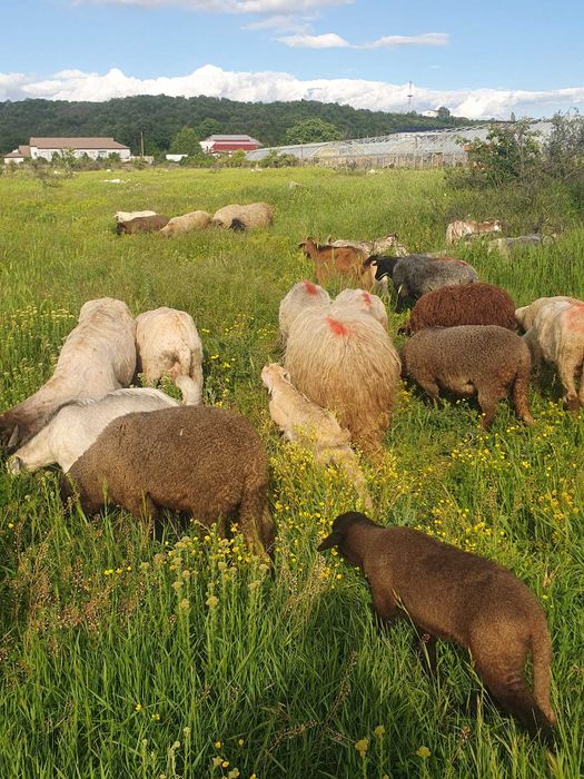 Vand oi tinere bune de tinut