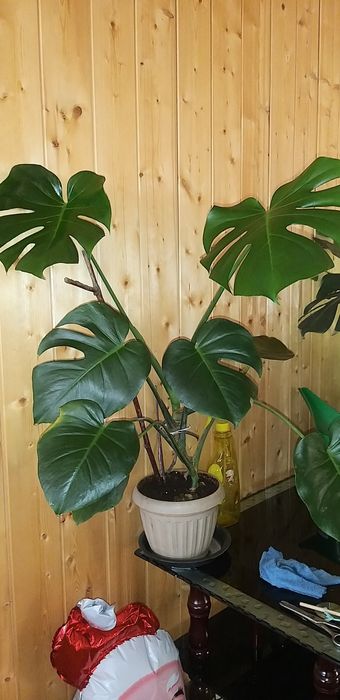 Продам комнатные цветы