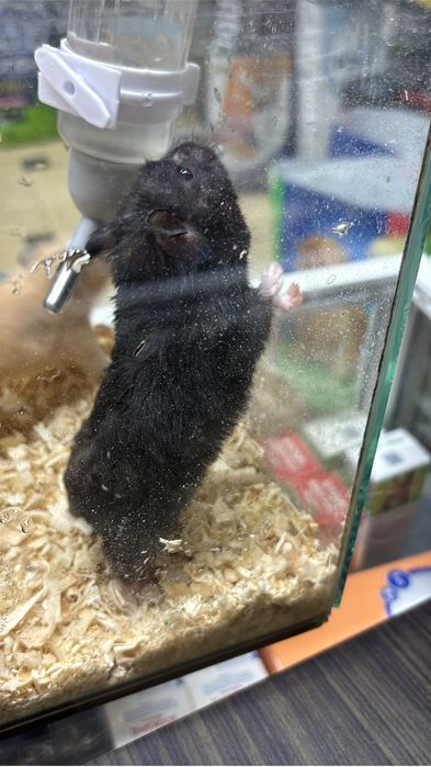 Сирийские хомяки