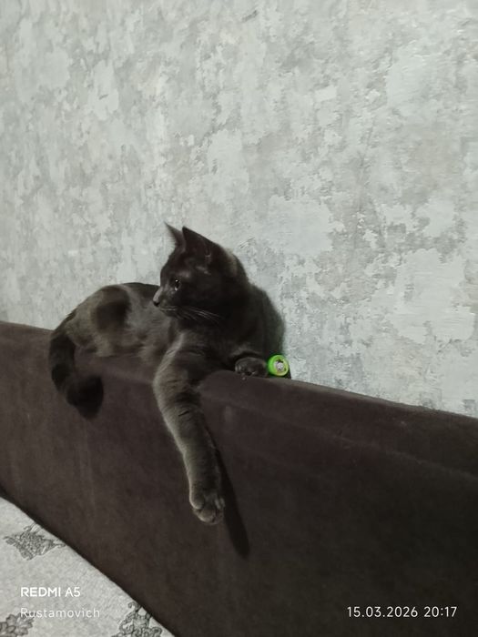 Отдам кошку бесплатно