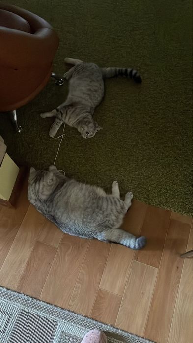 Отдам кошку бесплатно