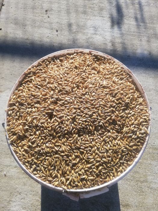 orzoaică de primăvară de vânzare